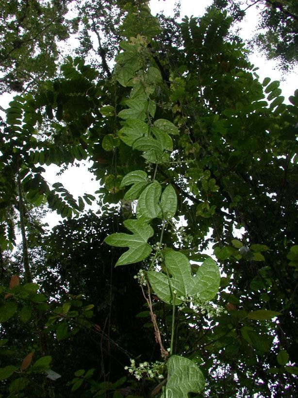 Sechium pittieri habit