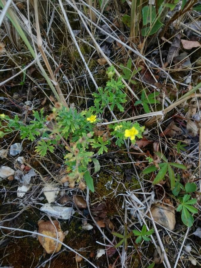 Potentilla supina flower