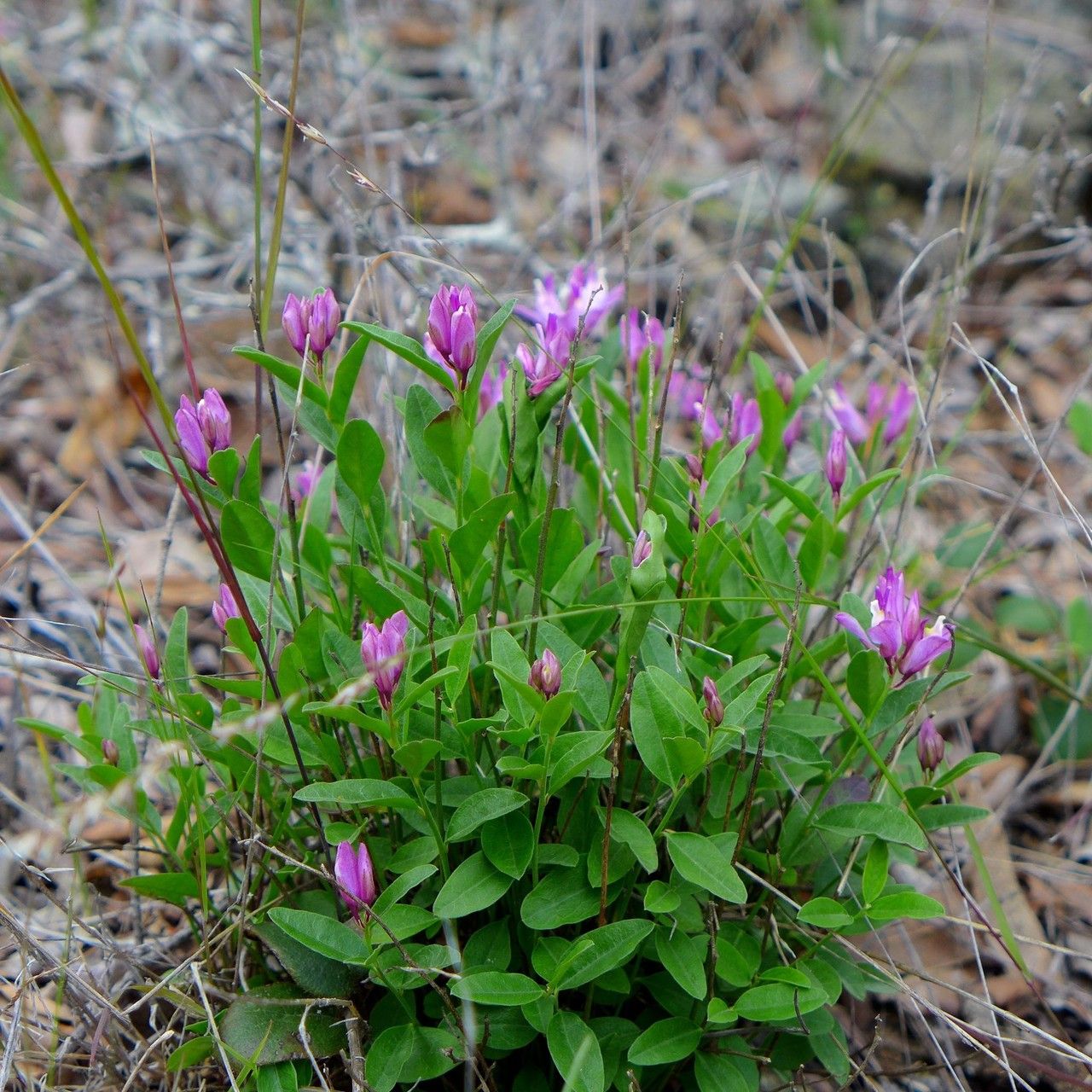 Polygala californica habit