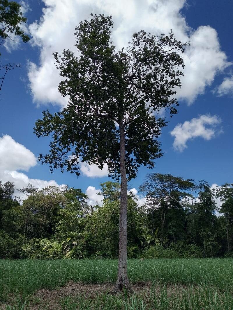 Hirtella americana habit