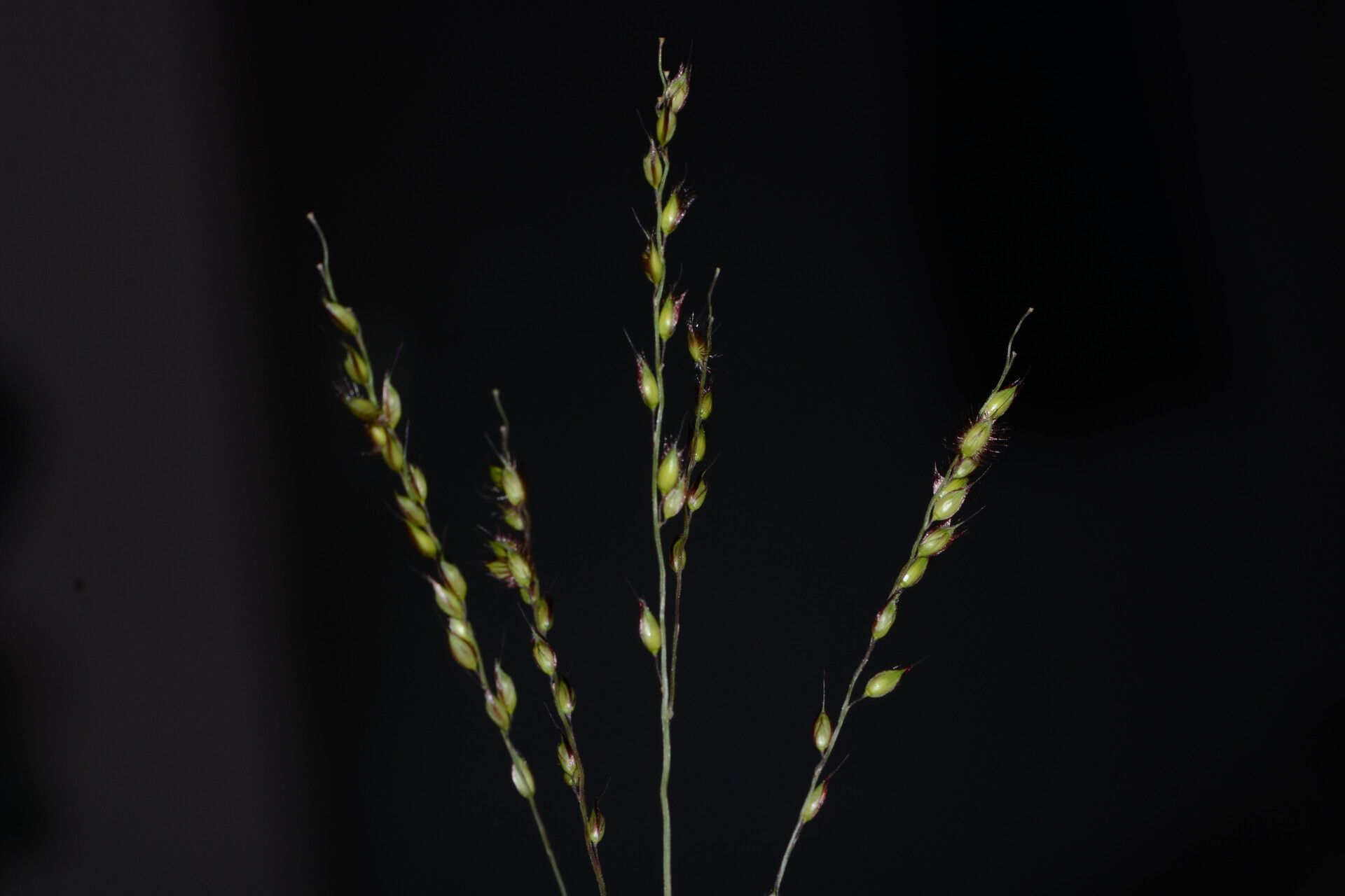 Alloteropsis cimicina fruit