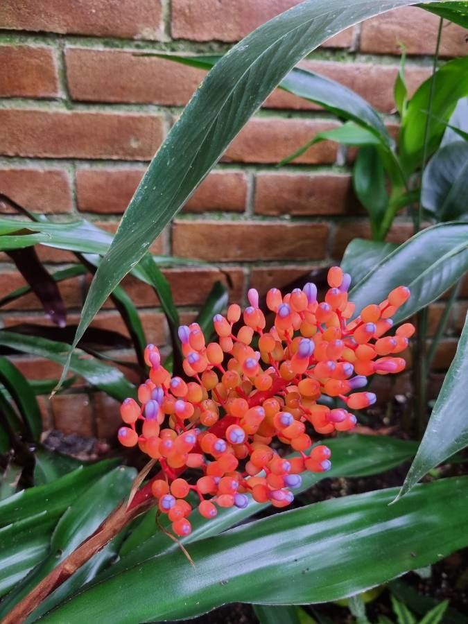 Aechmea melinonii — search result for 'Aechmea'