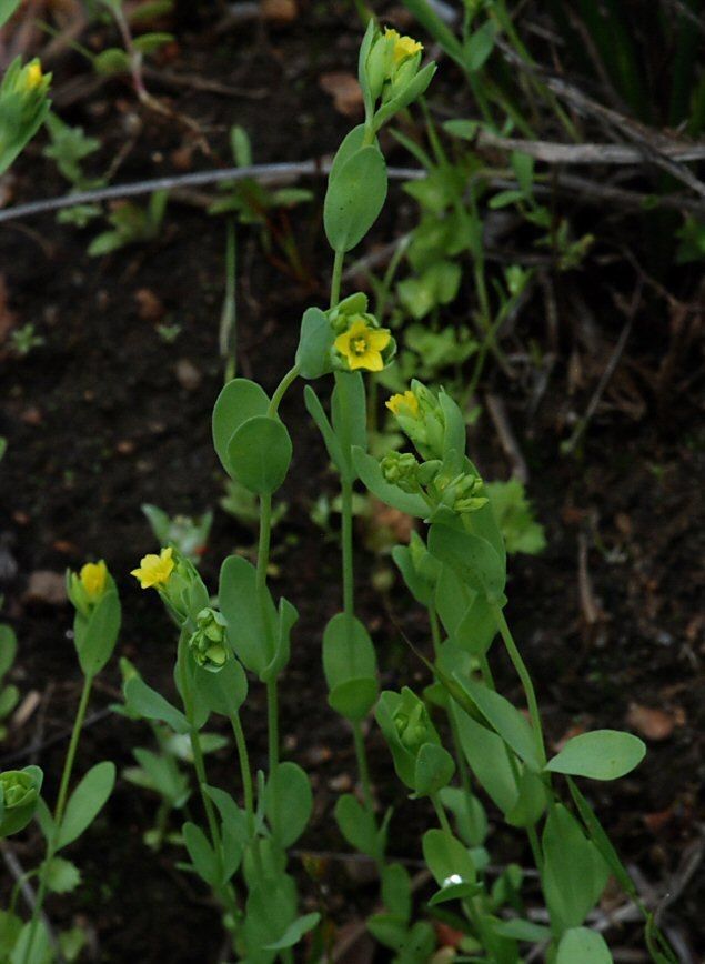 Linum digynum habit