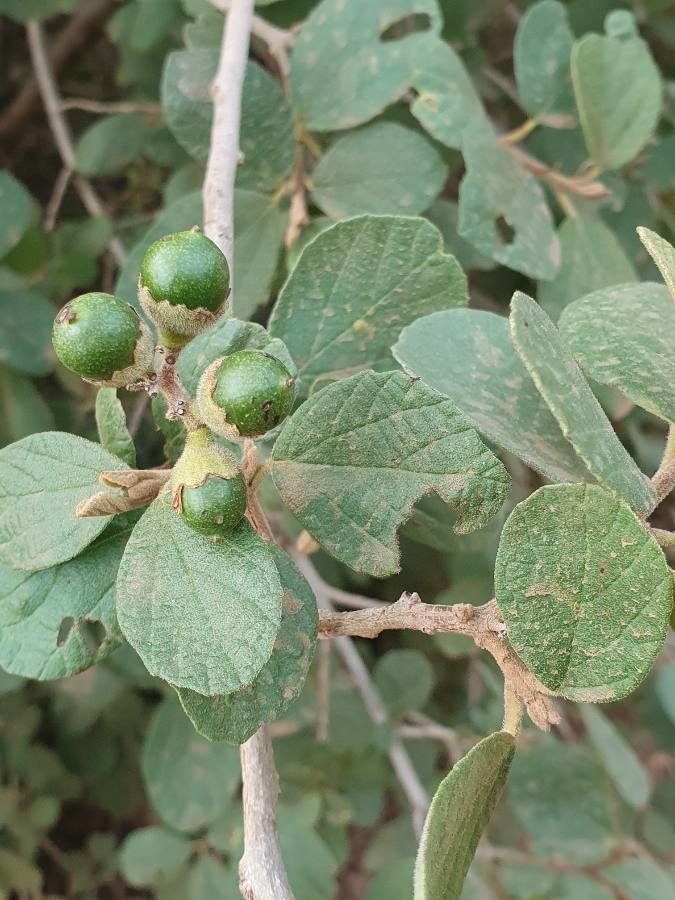 Cordia monoica fruit