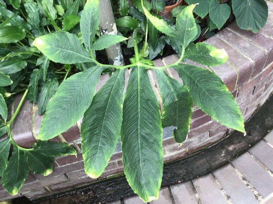 Sauromatum venosum leaf