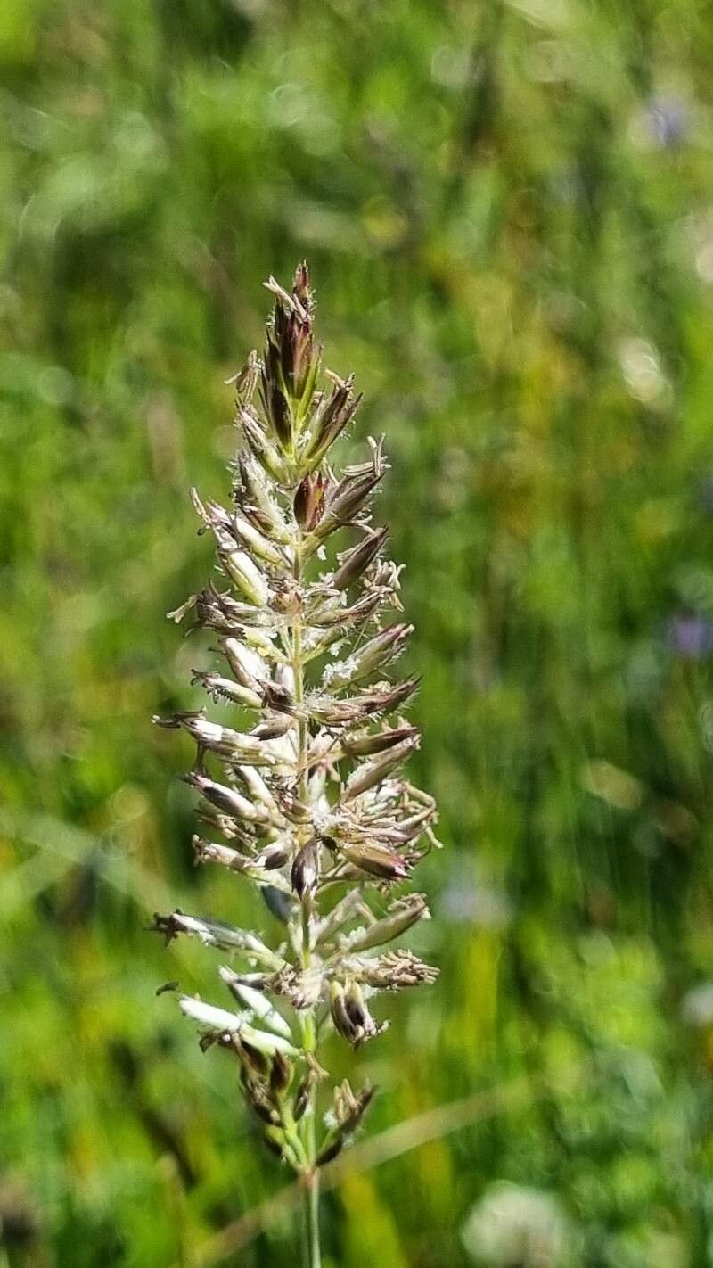Koeleria pyramidata fruit