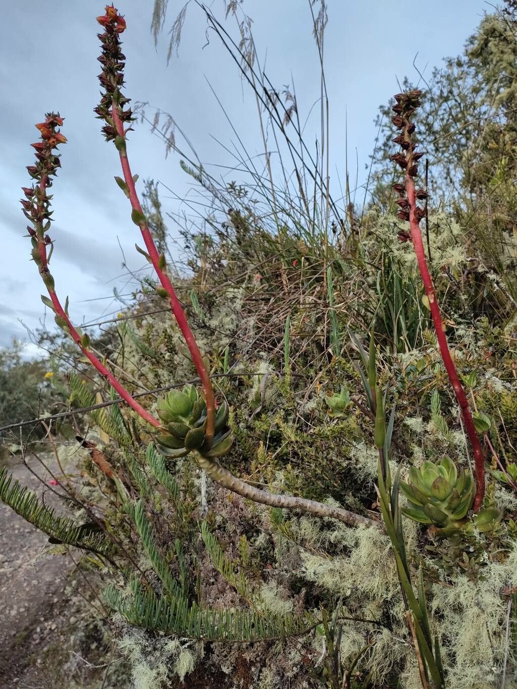 Echeveria bicolor habit