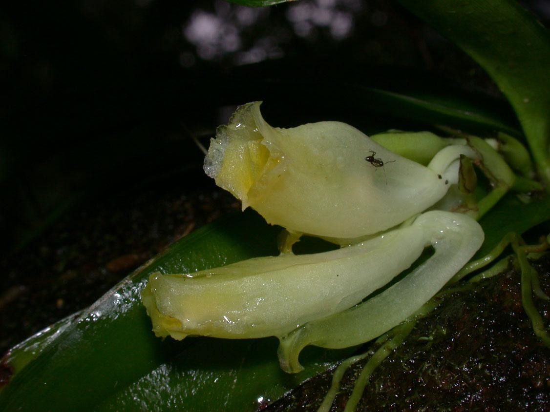 Rodriguezia compacta fruit