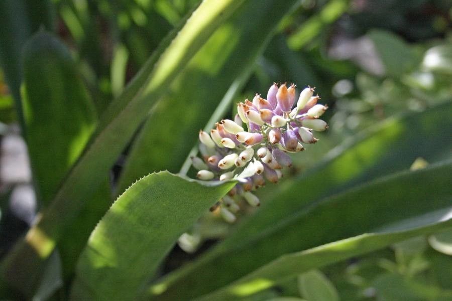 Aechmea lueddemanniana flower