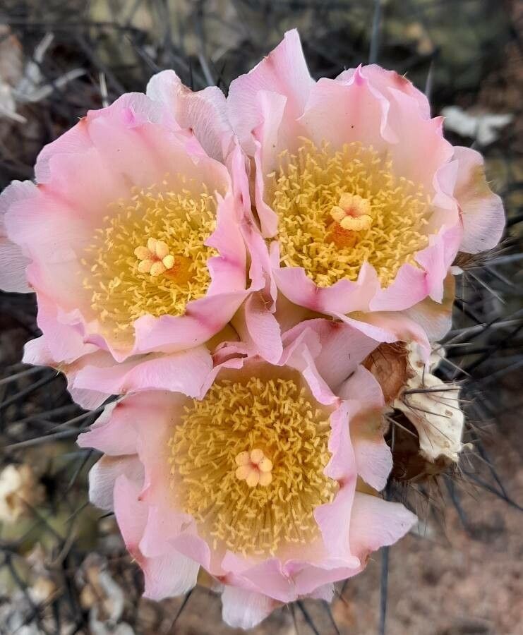 Tephrocactus alexanderi flower