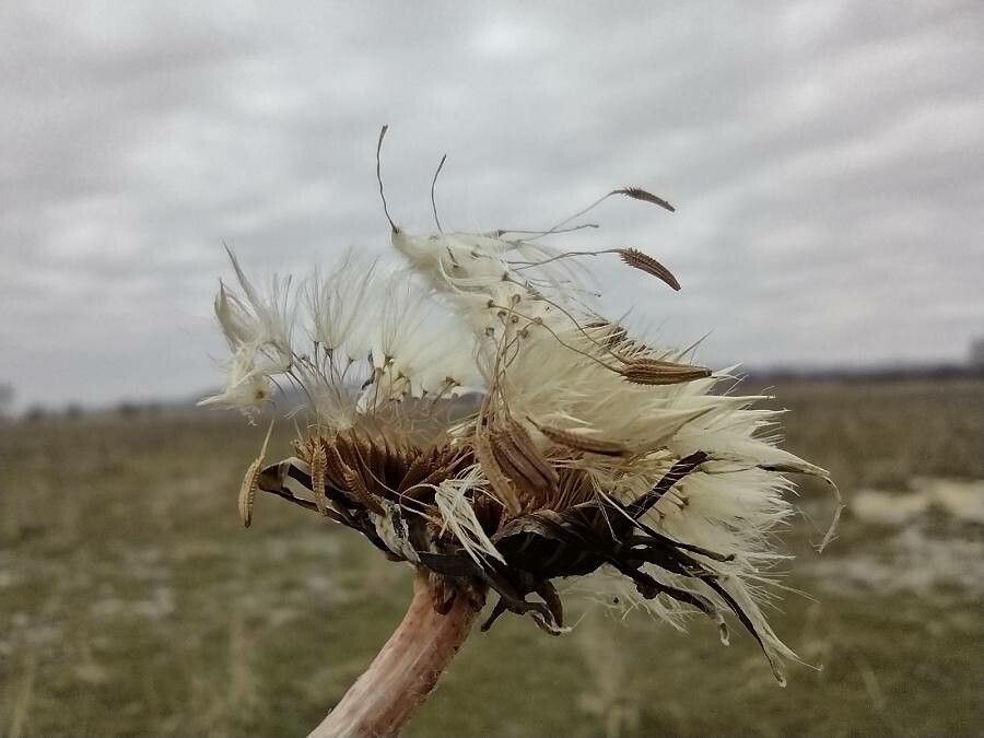 Taraxacum palustre fruit