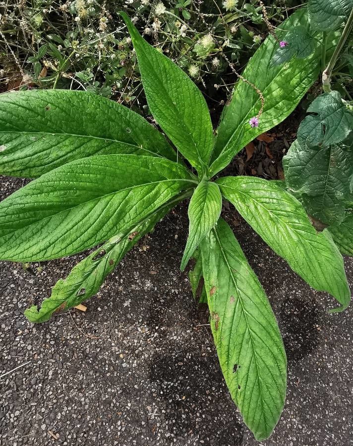 Echium strictum — search result for 'Echium'