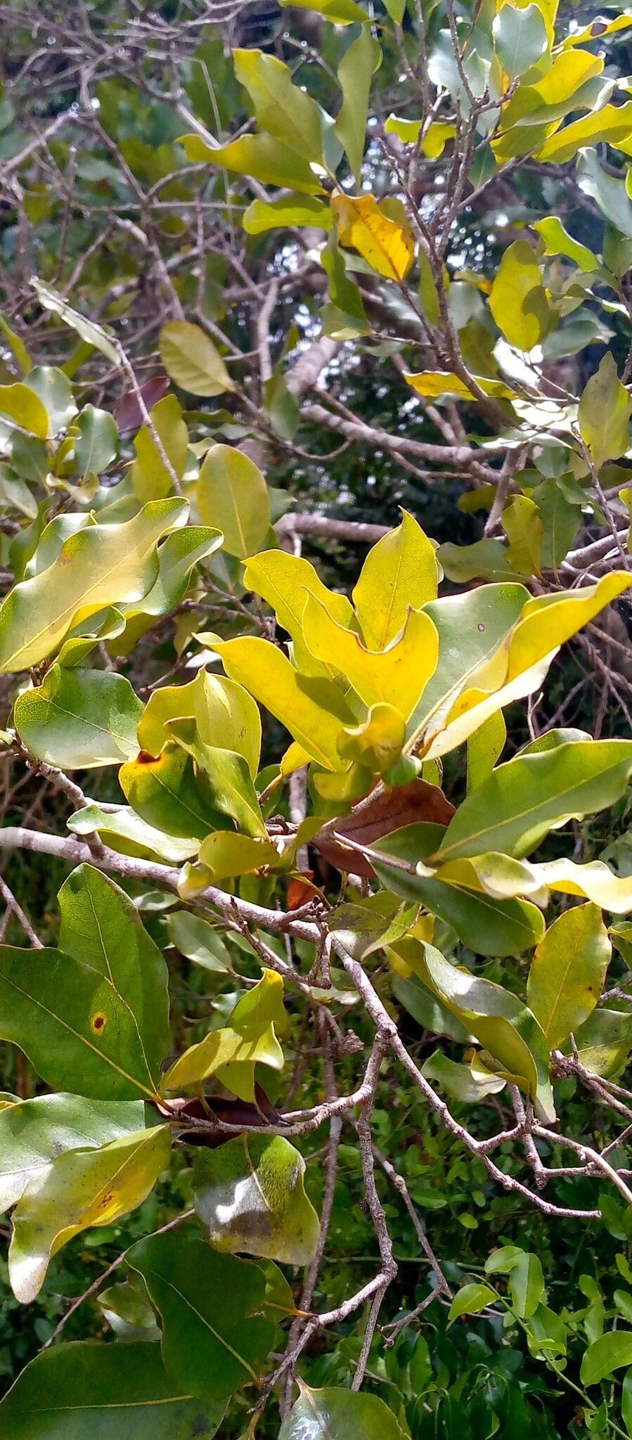 Ocotea brevipes — houseplant care guide