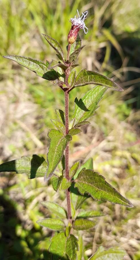 Chromolaena verbenacea habit
