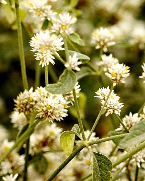 Alternanthera halimifolia — search result for 'Alternanthera'