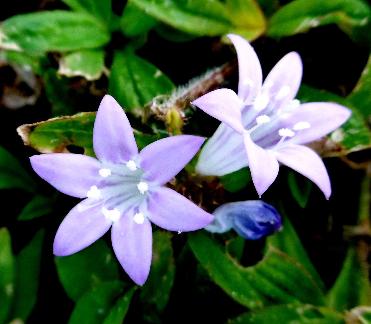 Richardia grandiflora — related species from the same genus