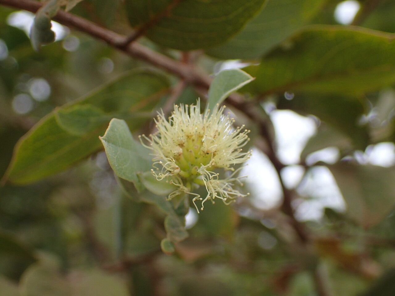 Guiera senegalensis flower