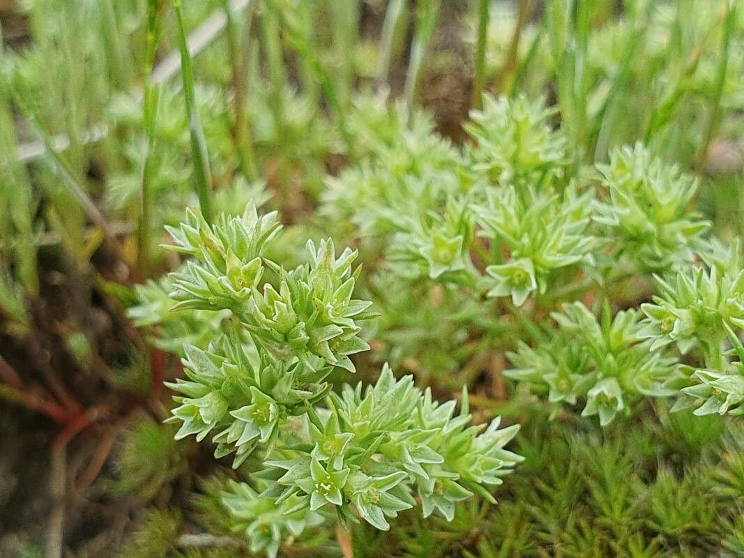 Scleranthus annuus fruit