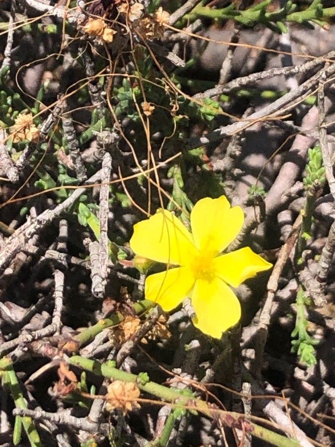 Fumana thymifolia flower