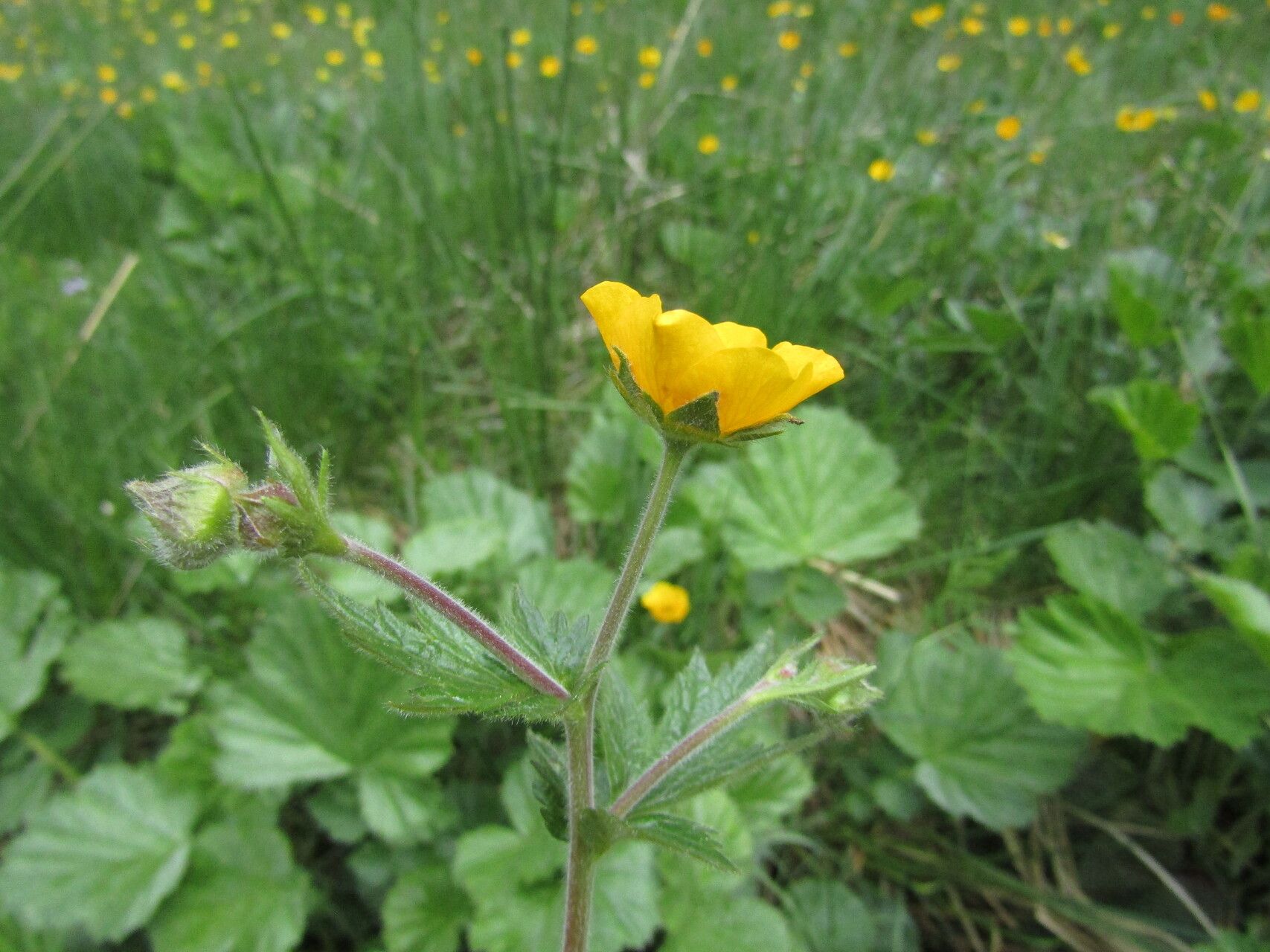 Geum rhodopeum flower