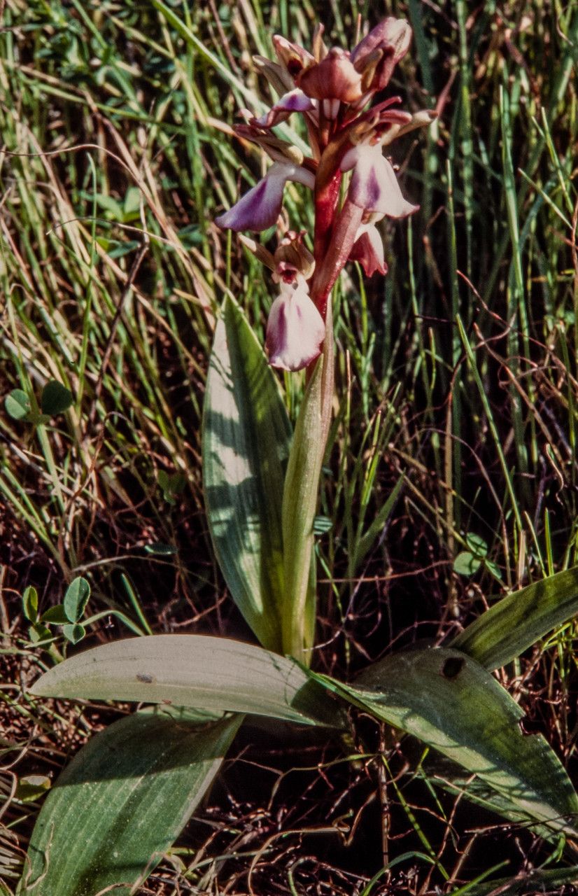 Anacamptis collina habit