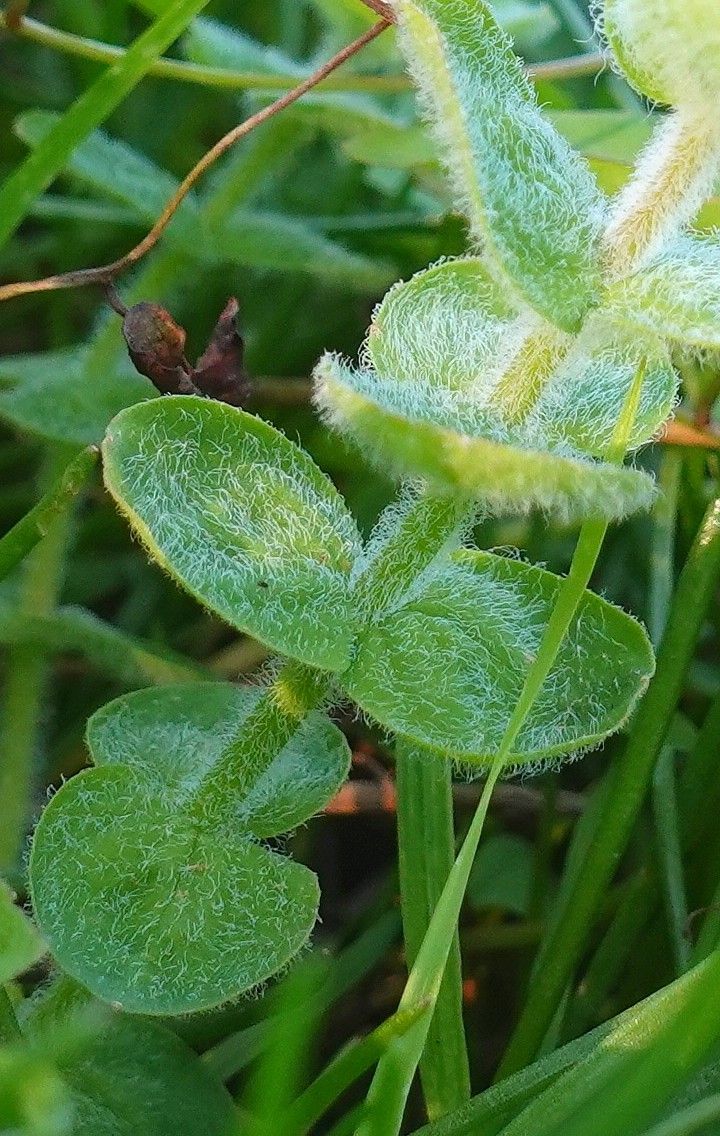 Hypericum elodes bark