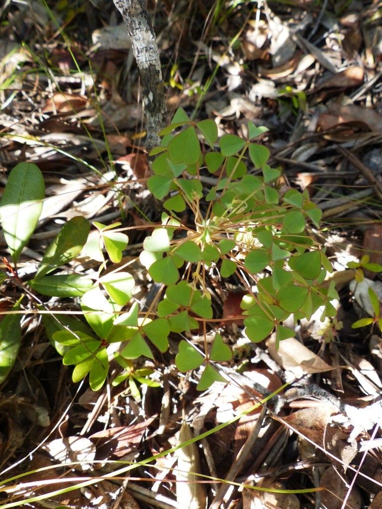 Oxalis elsae habit