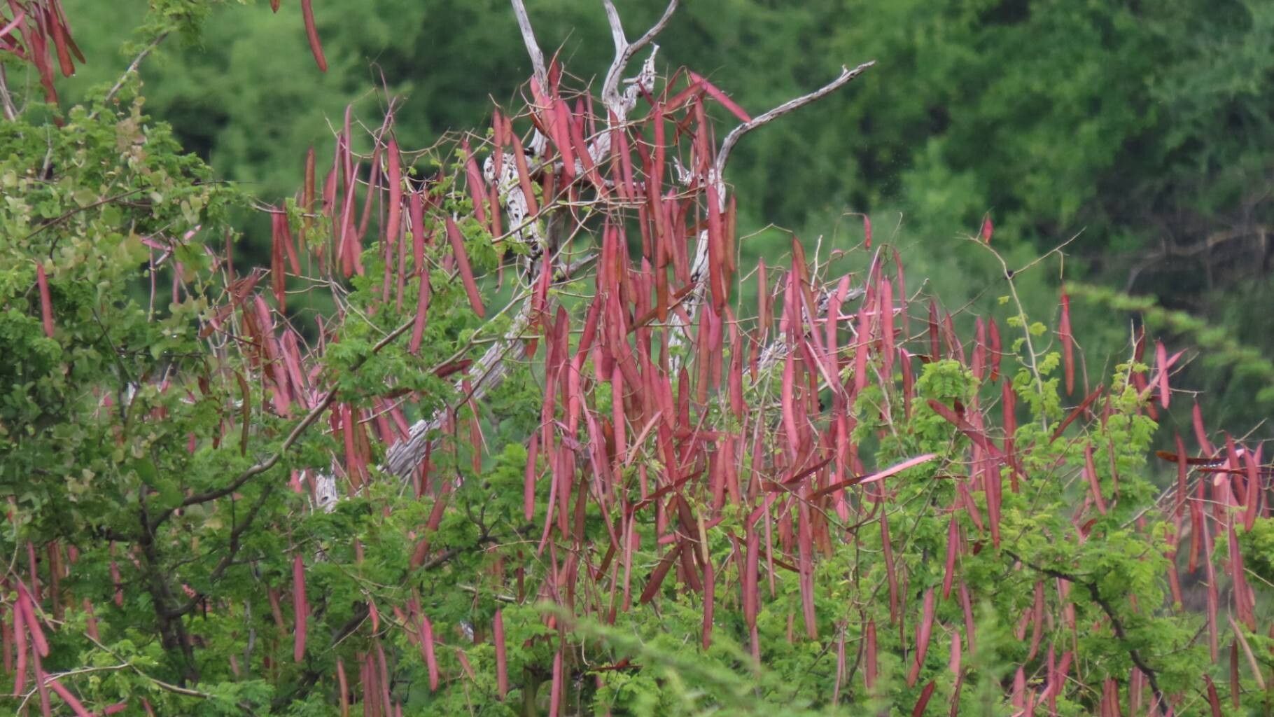 Newtonia hildebrandtii fruit