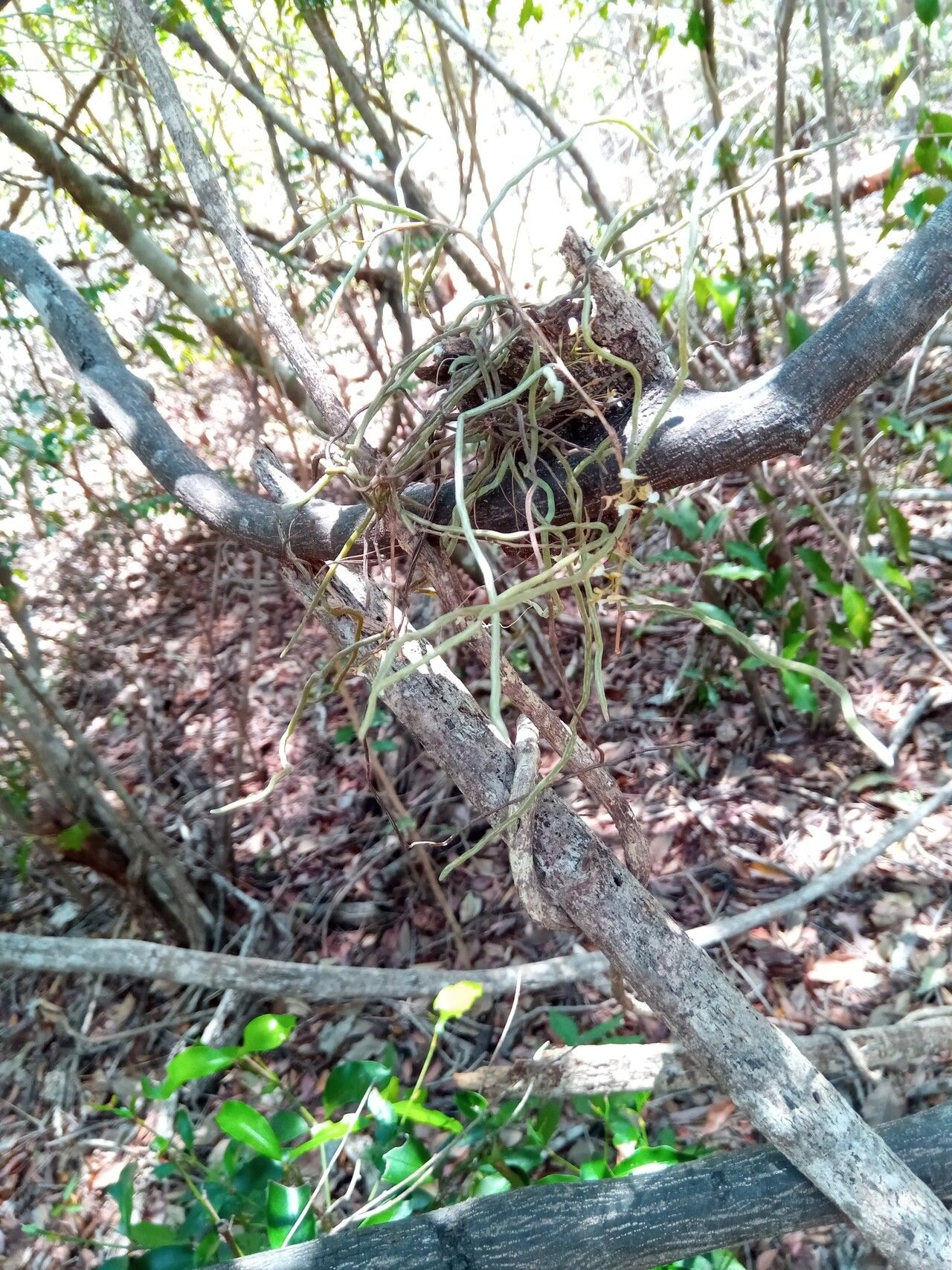 Microcoelia cornuta habit