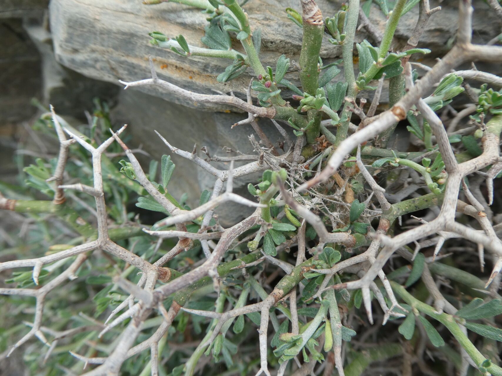 Lotus fulgurans bark