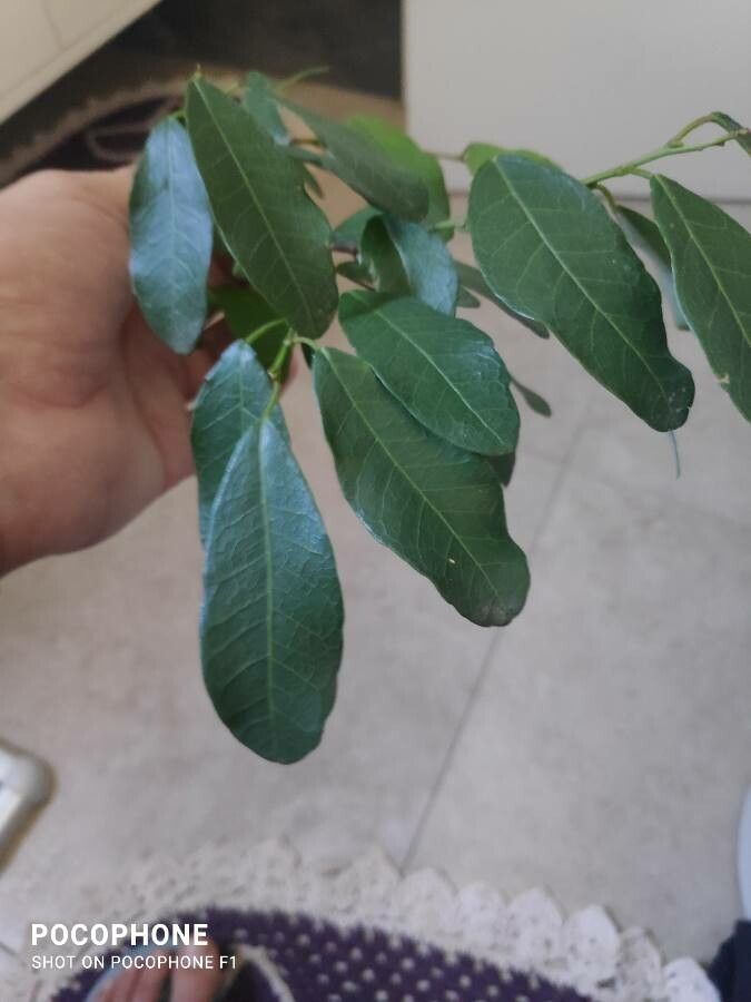 Sebastiania commersoniana leaf