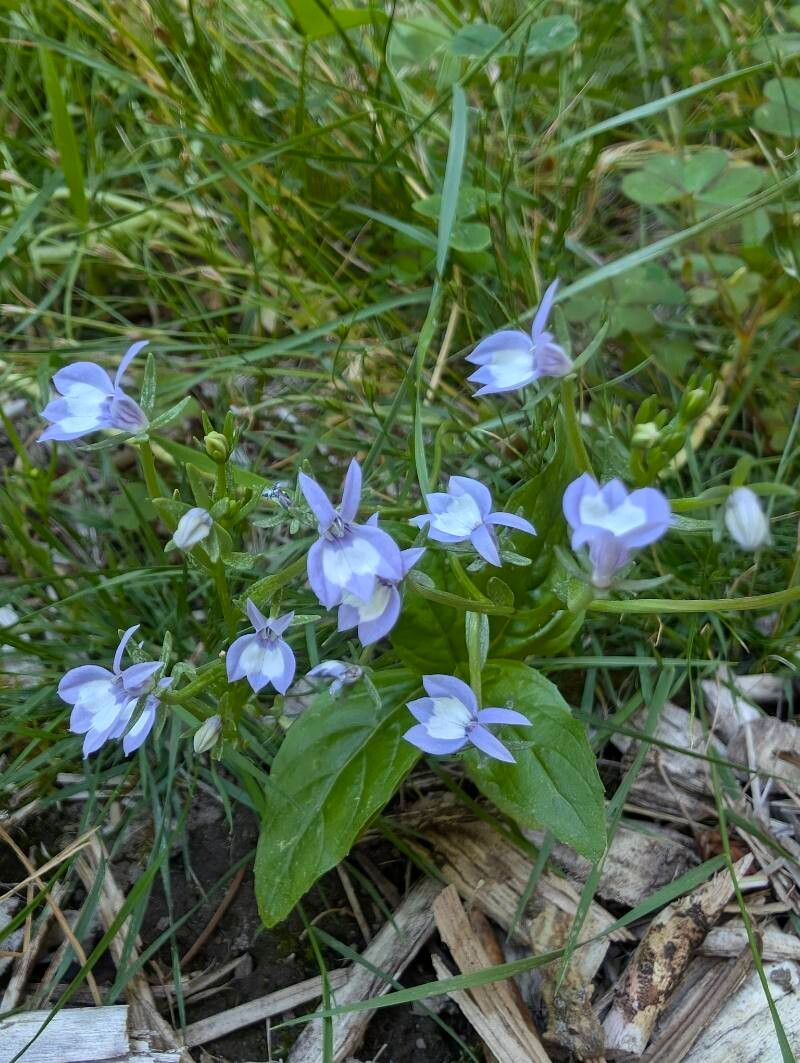 Downingia elegans habit