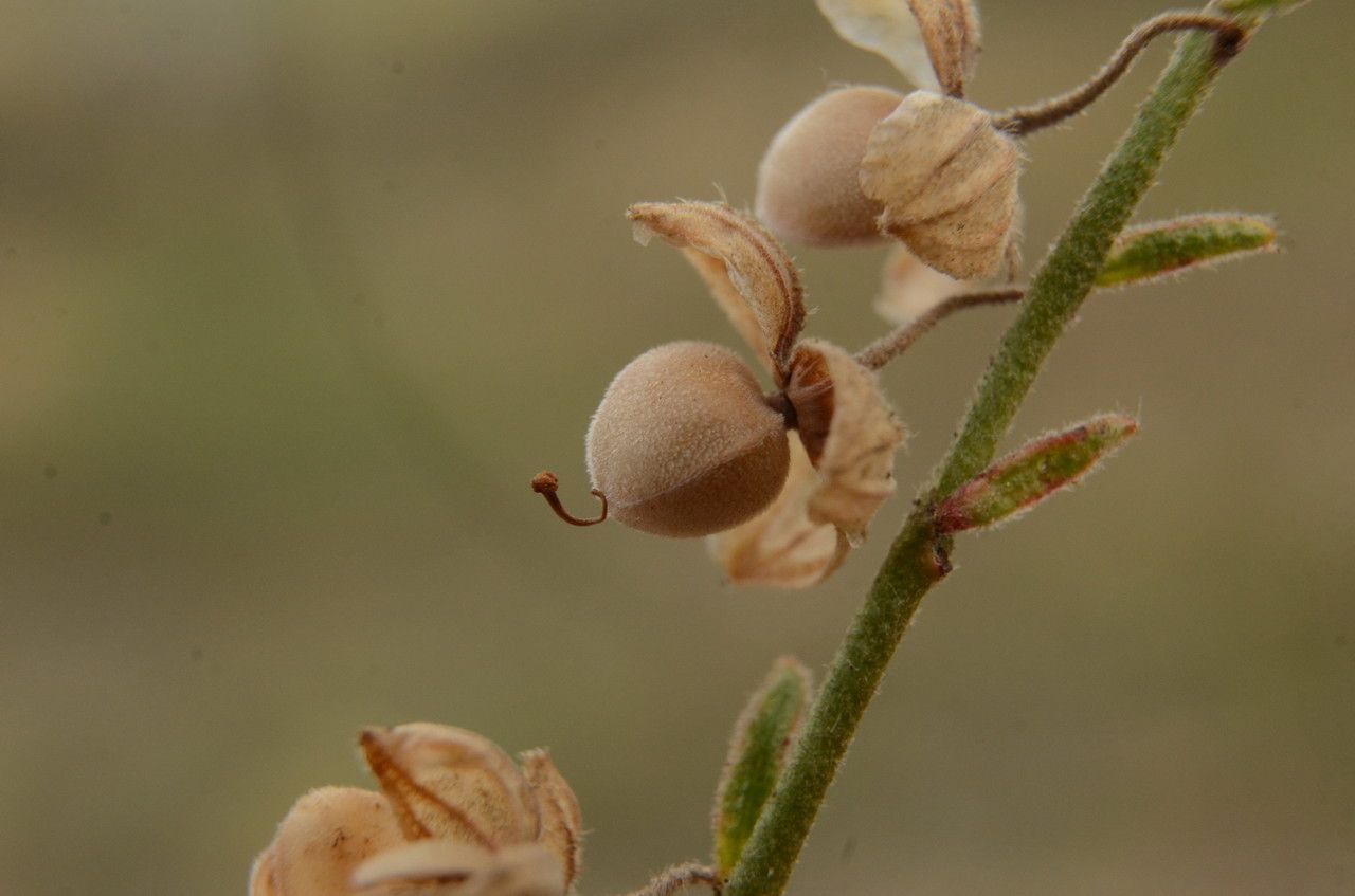 Helianthemum violaceum fruit