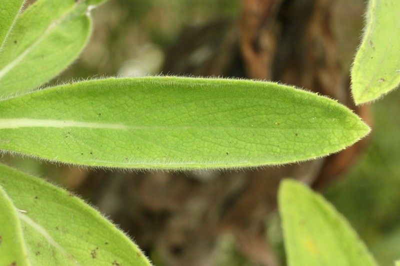 Psiadia anchusifolia — related species from the same genus