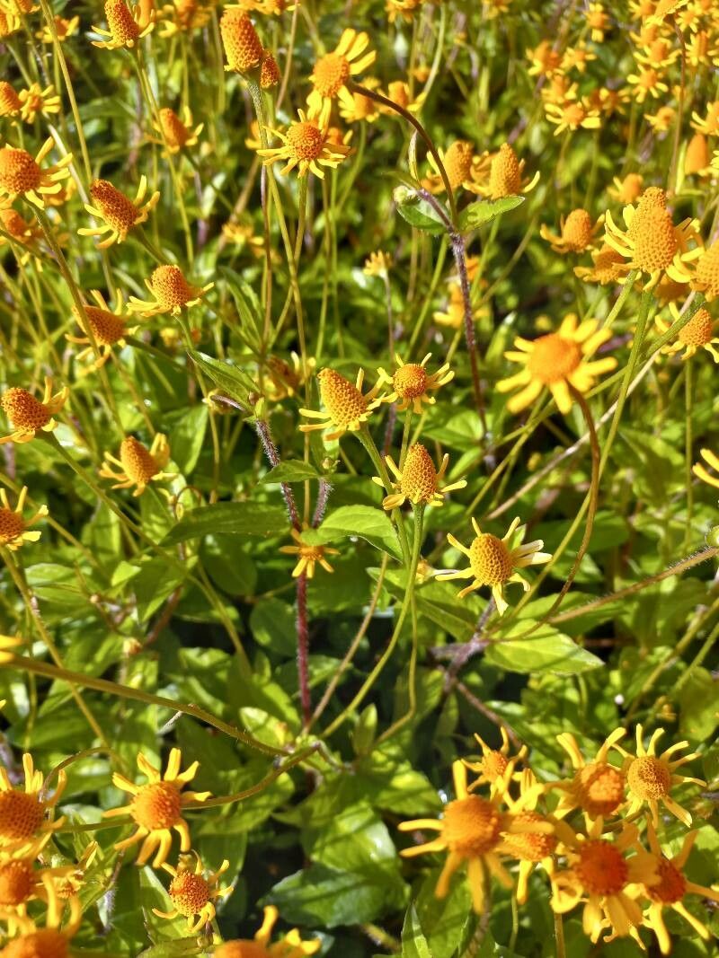 Heliopsis buphthalmoides habit