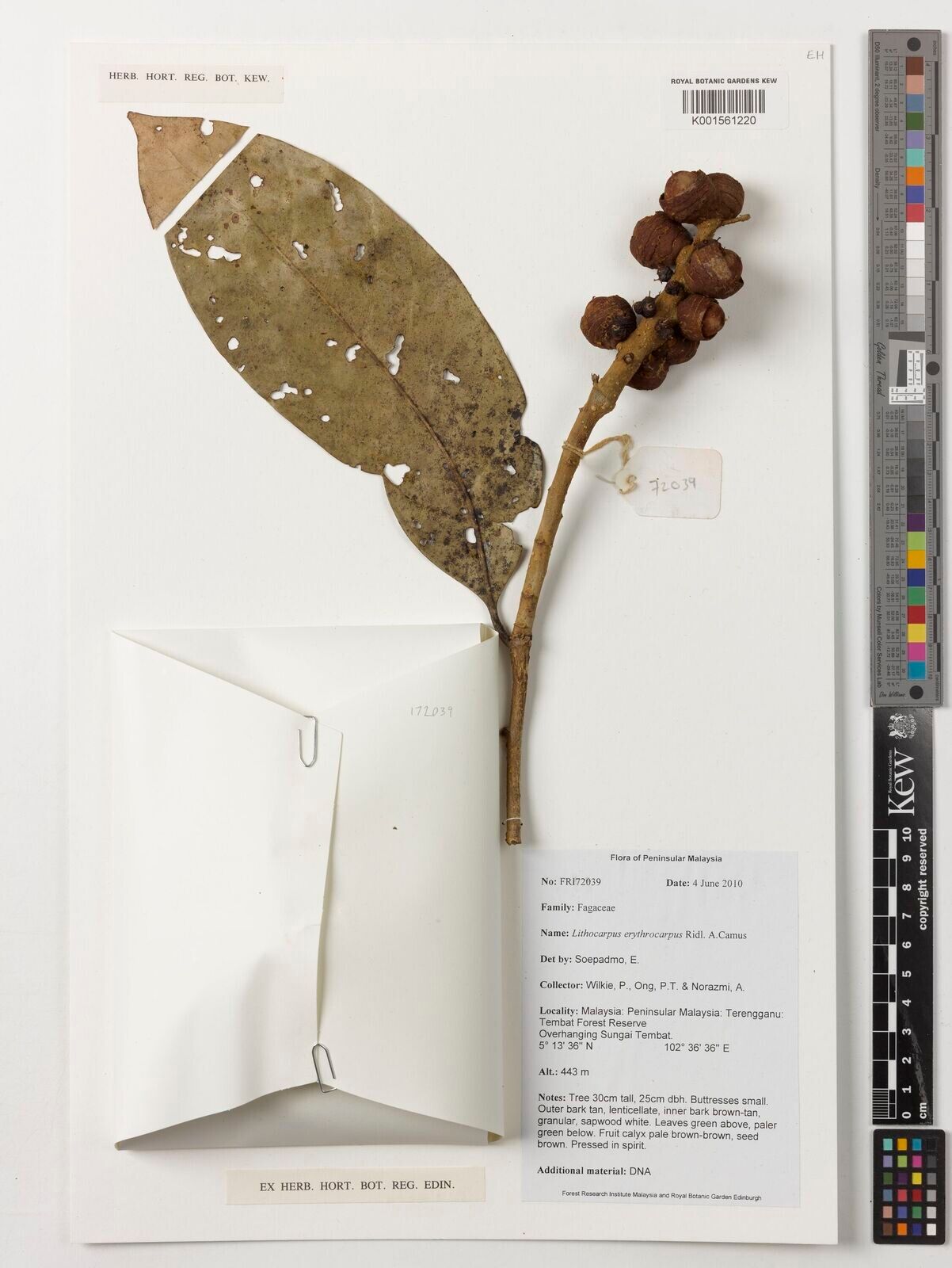 Lithocarpus erythrocarpus — houseplant care guide