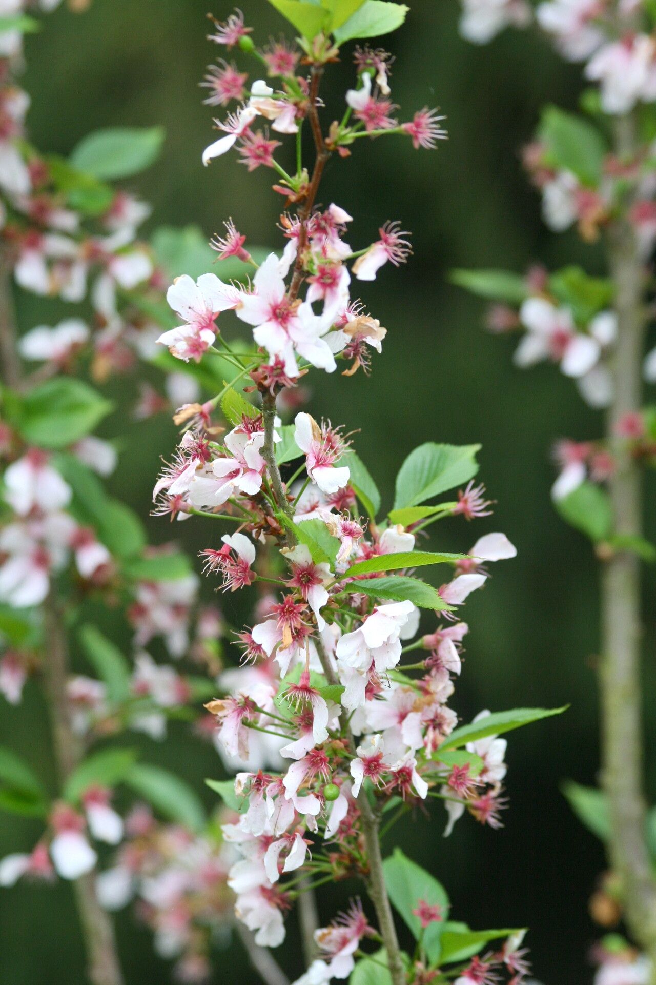 Prunus itosakura flower