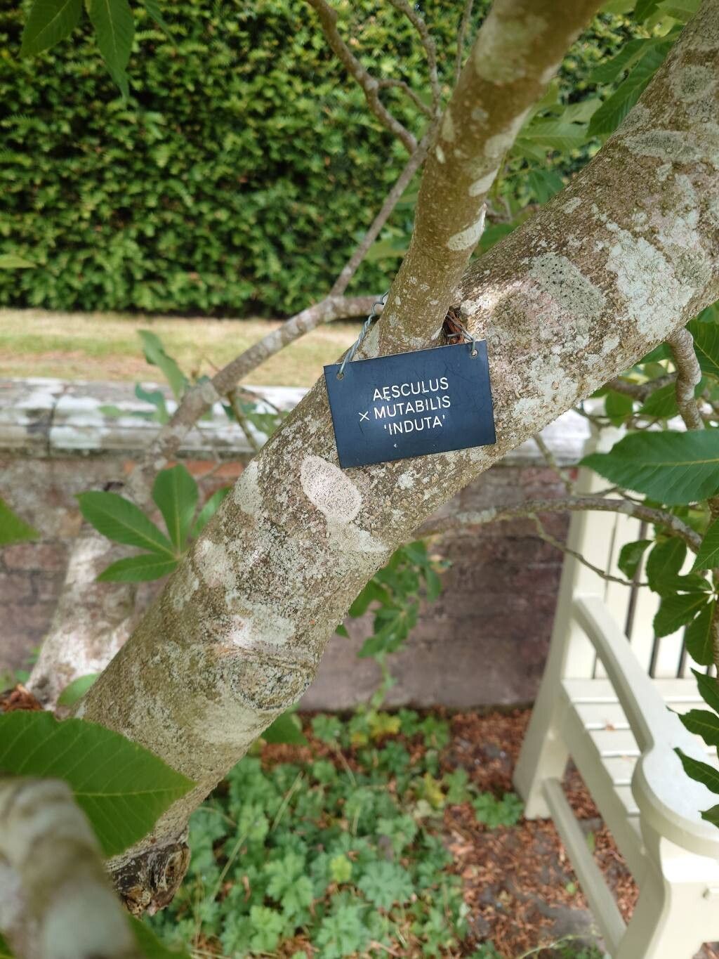 Aesculus × mutabilis other