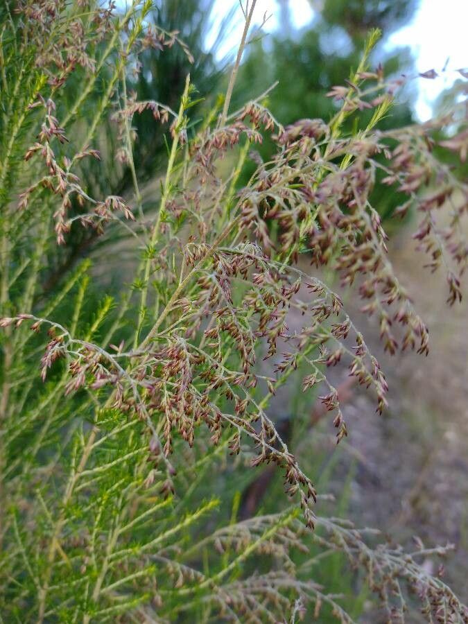 Cassinia sifton habit