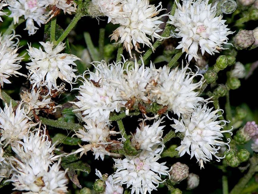 Vernonanthura patens — related species from the same genus