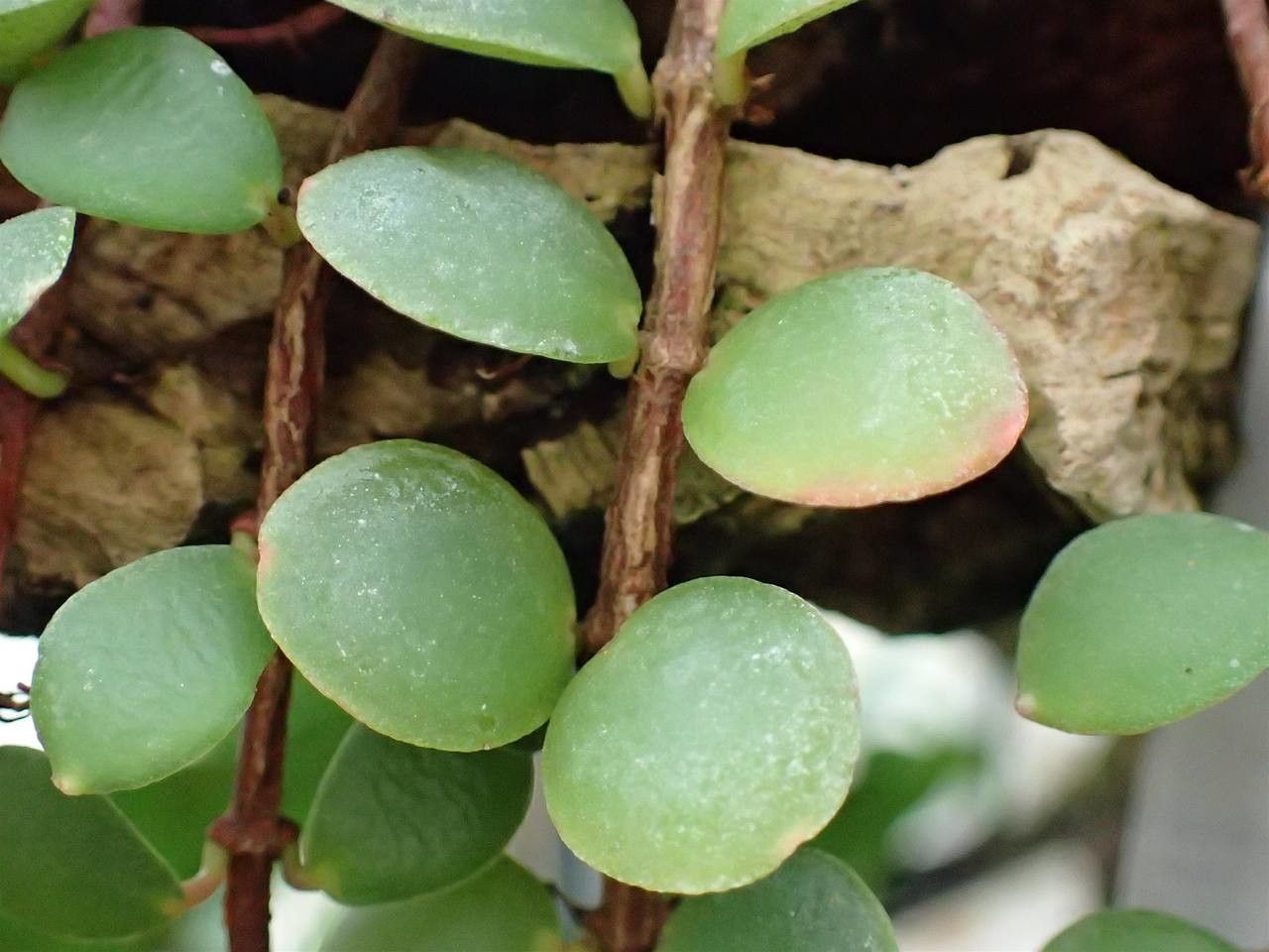 Medinilla sedifolia — search result for 'Medinilla'