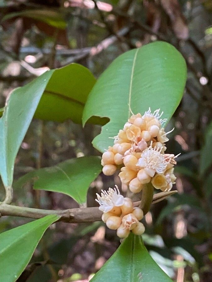Myrcia cerqueiria flower