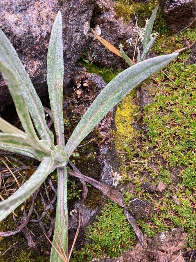 Senecio latiflorus leaf