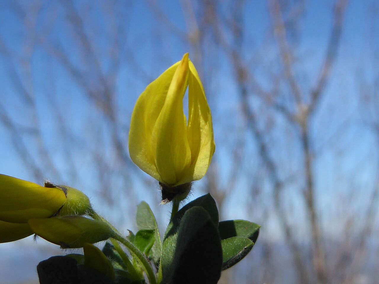 Cytisus arboreus flower