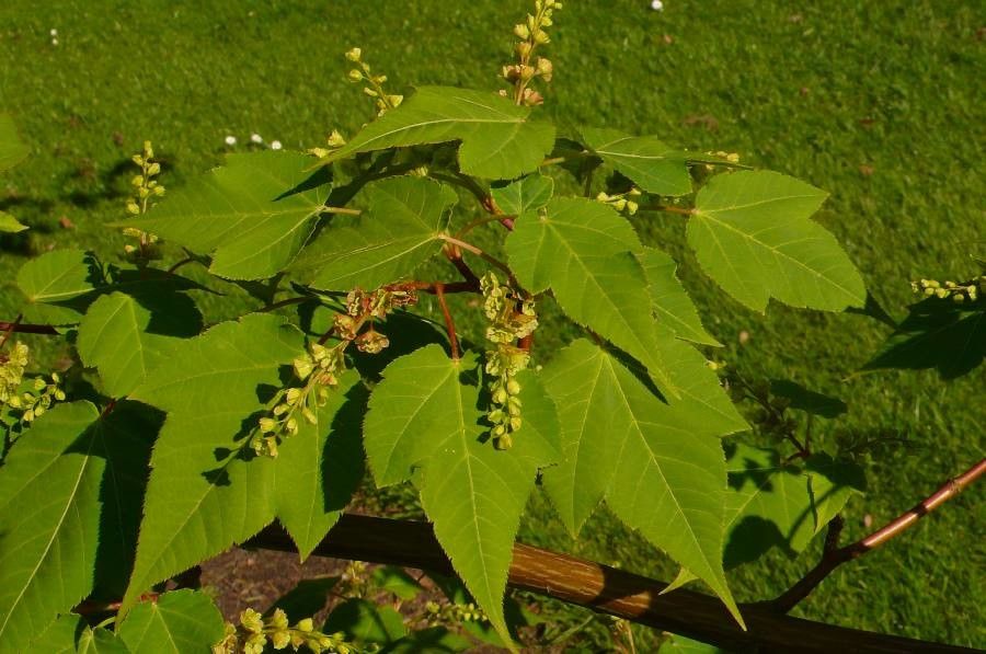 Acer pectinatum — search result for 'Acer'