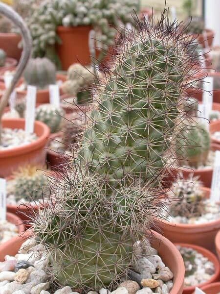 Cochemiea fraileana habit