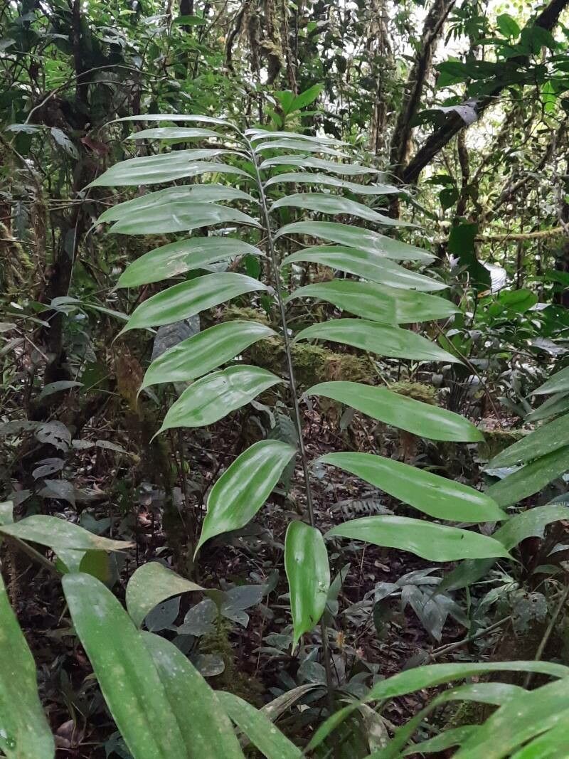 Zamia pseudomonticola leaf