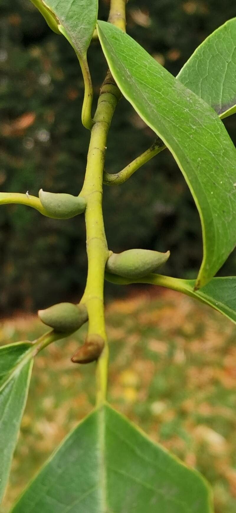 Magnolia ernestii other
