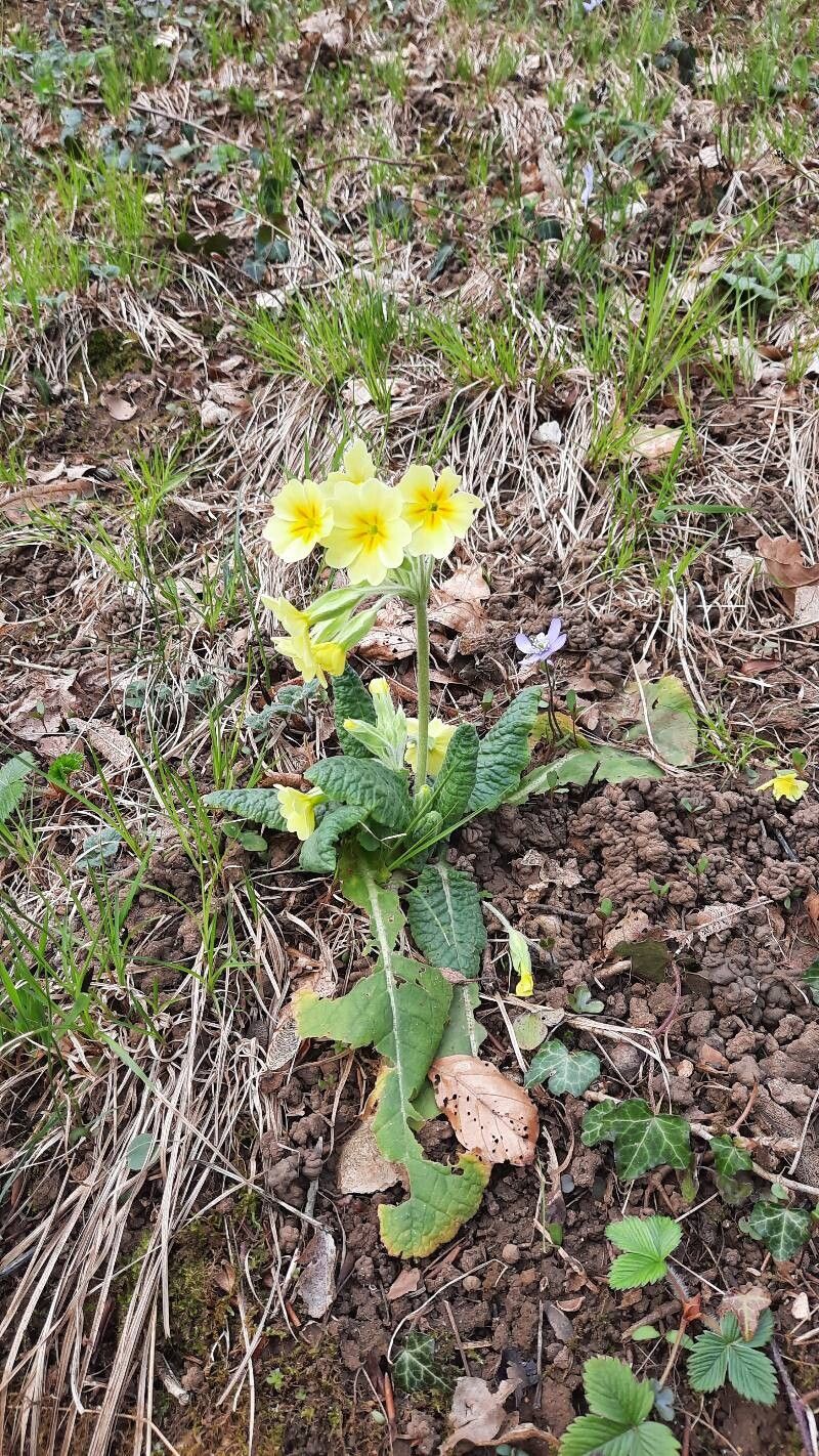 Primula × murbeckii — houseplant care guide