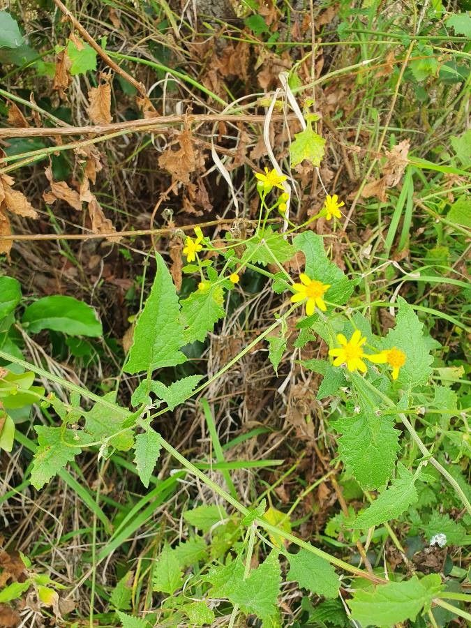 Cineraria deltoidea habit